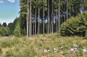 Využití hydrofilních polymerů při obnově a zakládání lesních porostů
