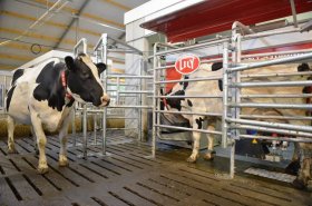 Jak to chodí na farmách se stovkami krav, které využívají dojicí roboty. Nahlédli jsme do Maďarska, Německa i Česka