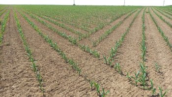Kukuřice v klínovitých částech pole zasetá s technologií Section Control. Zdroj foto - Mgr. Liliana Geisselreiterová