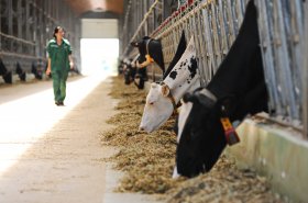 Kazachstán plánuje otevřít 120 mléčných farem. Češi by mohli dodat tisíce dojnic i technologie pro dojení a zpracování mléka