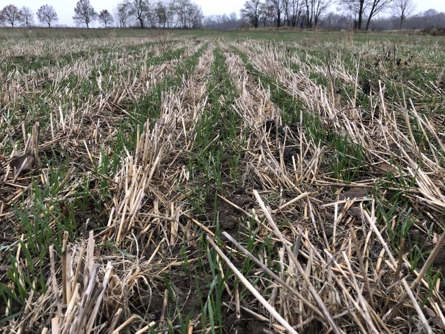 Pomocí technologie Strip-till vytváříme ideální prostředí pro zajištění základních fyziologických potřeb kulturních plodin.