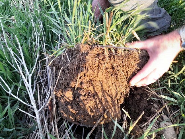 Úspora vláhy při použití technologie Strip-till již při zakládání nového porostu je tou nejlepší investicí do další sezóny.