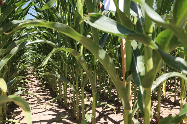 Varianta se 70 000 jedinci se přibližuje tomu, co používají i na místní Farmě Duben, kde pracují s variabilními mapami.