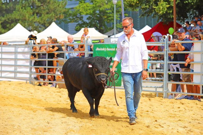 Na 50. ročníku agrosalonu se představí rekordní množství zvířat i v rámci Jihočeské Beef Show 2024 s plemeny skotu angus, dexter a limousine. V neděli se koná tradiční Ovčácký den.