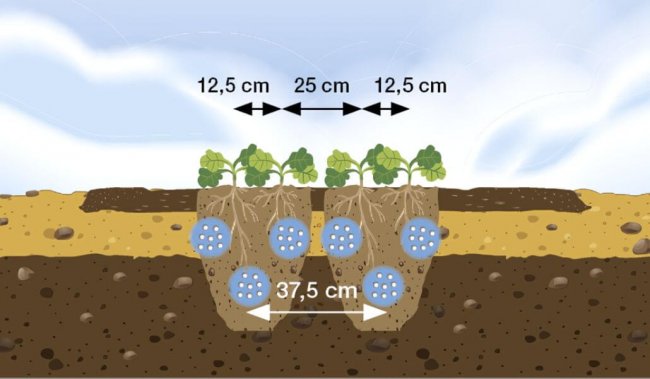 Porost založen do dvouřádků s meziřádkovou roztečí 12,5 cm. Dvouřádky čerpají z prohnojených pásů s roztečí 37,5 cm. Tato organizace umožňuje plečkování porostu.