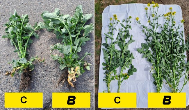 Porovnání porostu konvenčního a pásového způsobu setí na Chrudimsku v různých termínech. C – kontrola, výsevek 0,9 kg/ha, B – BEDNAR MATADOR MO, výsevek 0,7 kg/ha.