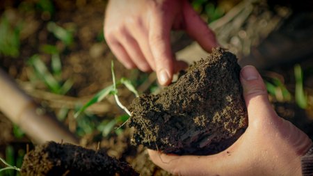 Regenerativní zemědělství se snaží navrátit zdraví a vitalitu zemědělských ploch, a to jak ekologicky, tak ekonomicky.